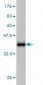 IDH2 Antibody (monoclonal) (M01)